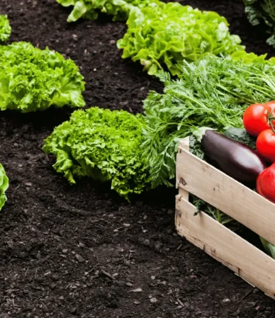 Agroalimentare Consumatori Italiani ETS Calabria copertina